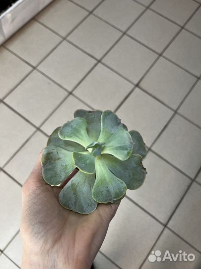 Суккуленты