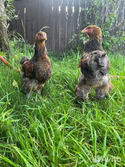 Петух брама Куропатчатый молодой