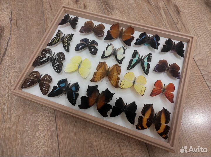 Продам коллекцию тропических бабочек