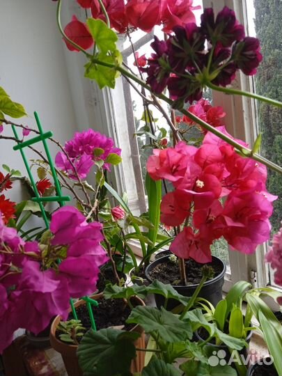 Бугенвиллея