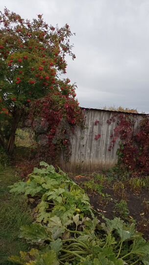 Участок 9 сот. (СНТ, ДНП)