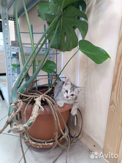 Отдам в добрые руки