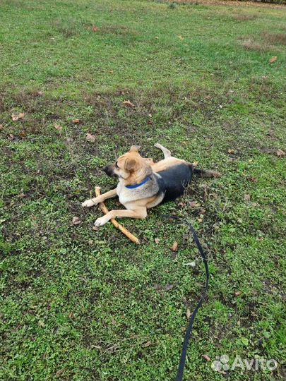 Собака в добрые руки