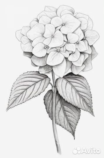 Татуировки цветы, коррекция тату