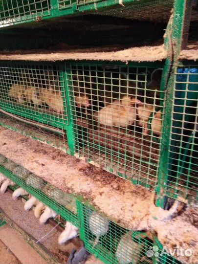 Мулард Подрощенный. Утята