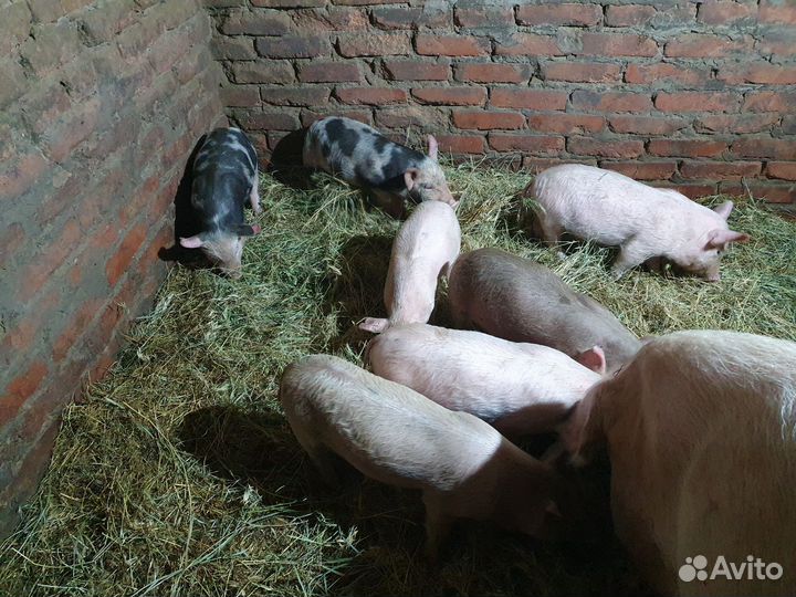Поросята