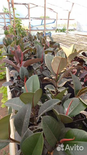 Фикус в ассортименте