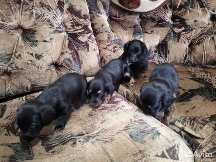 Щенки таксы