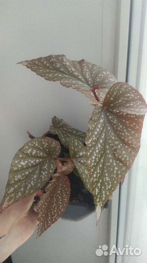 Комнатные растения#1