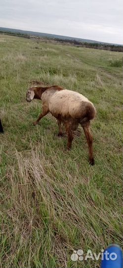 Курдючные бараны овцы