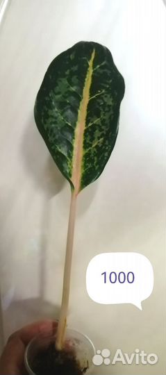 Аглонема Чатра монгол