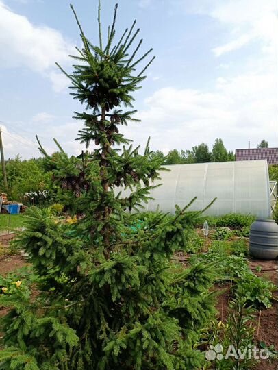 Многолетники и хвойники