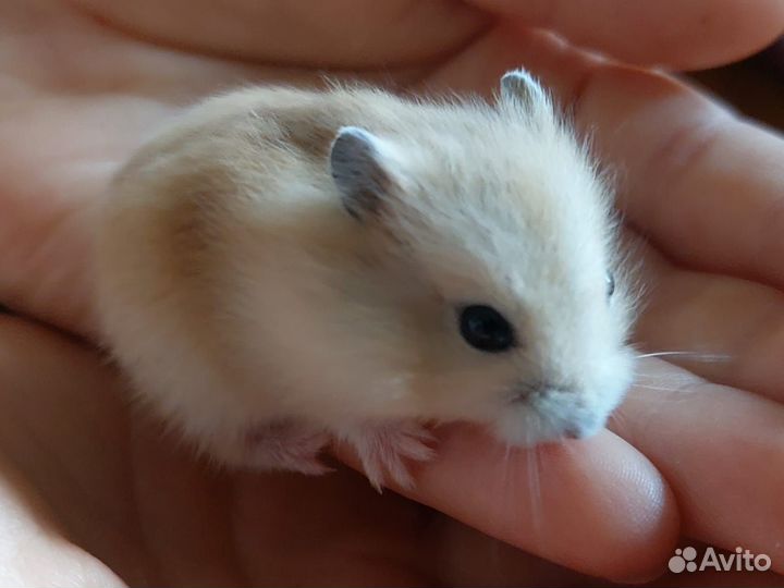 Джунгарские хомячки