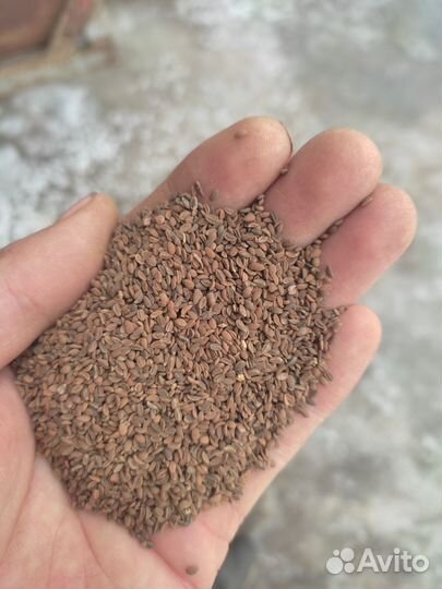 Семена Фацелии