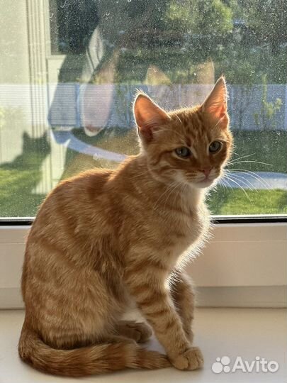 Котенка в добрые руки