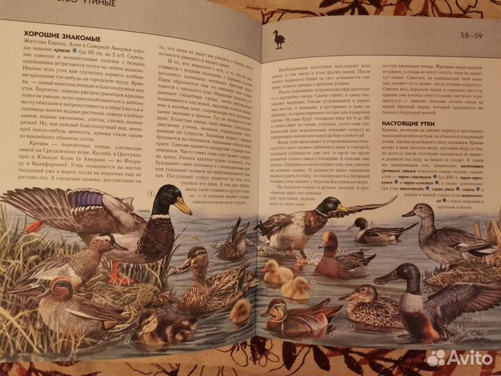 Птицы полная энциклопедия детская книга