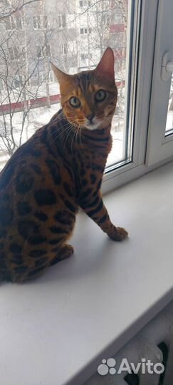 Бенгальский котик в добрые Руки