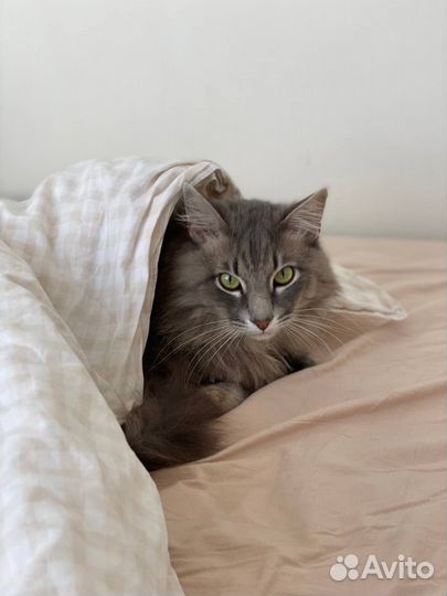 Сибирский кот