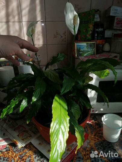 Спатифиллум женское счастье