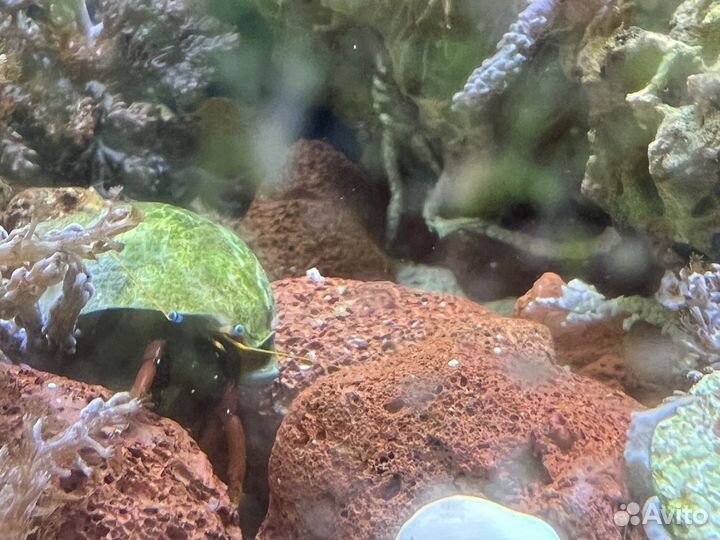 Рак отшельник в морской аквариум