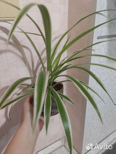 Хлорофитум