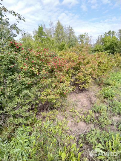 Реализация саженцев декоративных пород деревьев