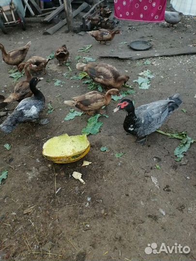 Мускусные утки