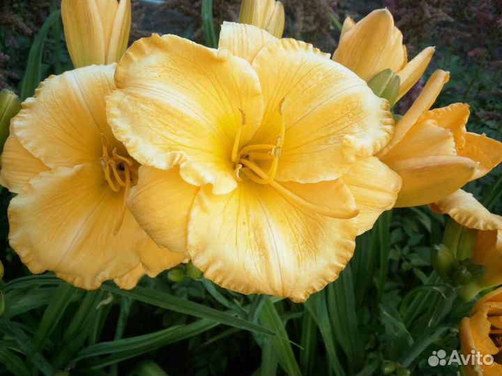 Продаю Лилейники