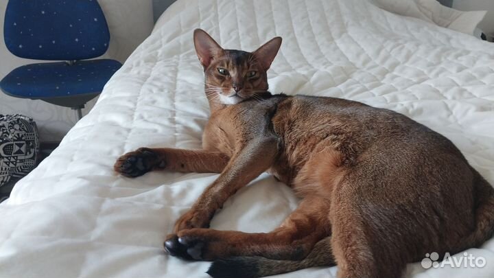 Абиссинская кошка