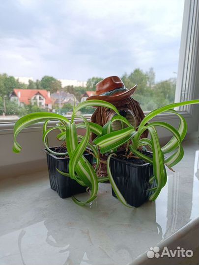 Хлорофитум детки