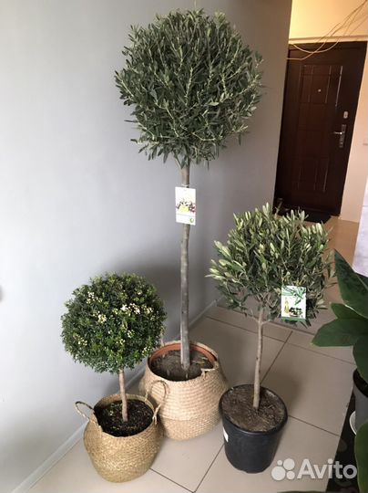 Оливковое дерево, олива, 150см, редкое, наличие