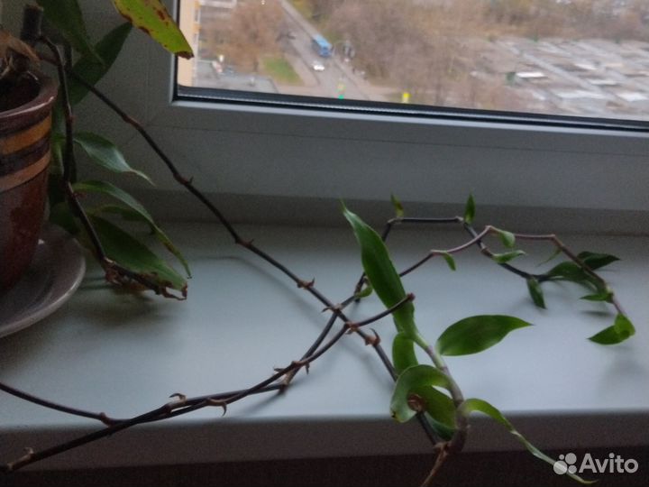 Растение Золотой ус. 15колен