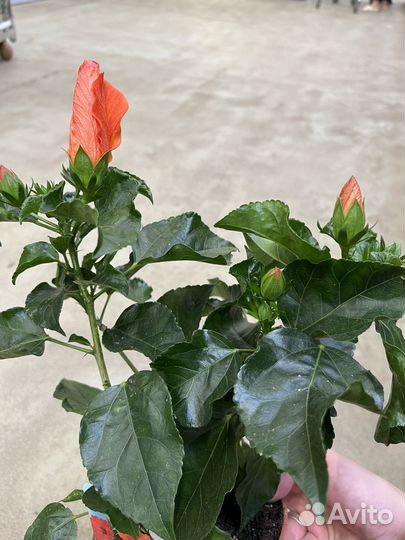 Гибискус китайская роза