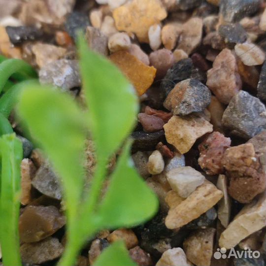 Ампельное растение. 84 см