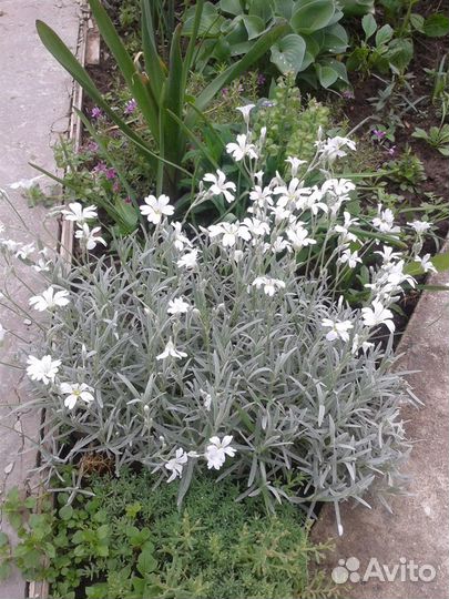 Почвопокровные растения для сада, альпийской горки