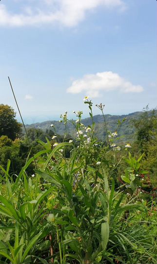 Участок 7 сот. (СНТ, ДНП)