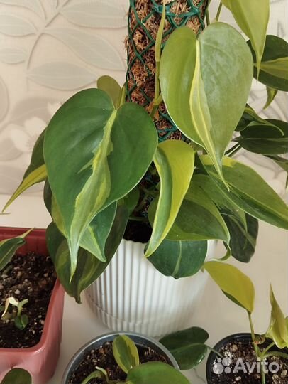 Комнатные цветы