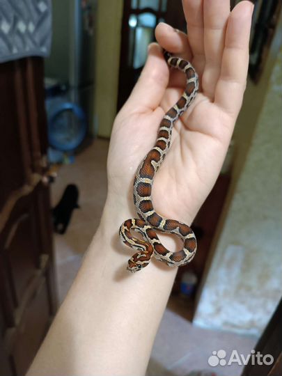 Маисовый полоз