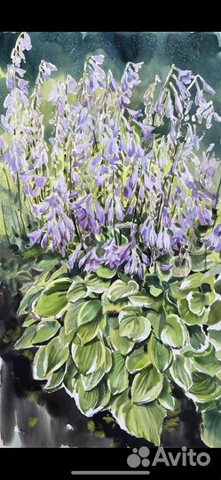 Хосты Картина акварелью