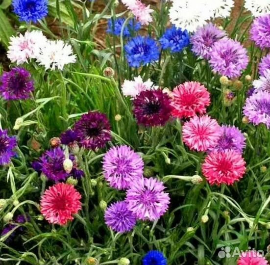 Васильки цветы садовые многолетние