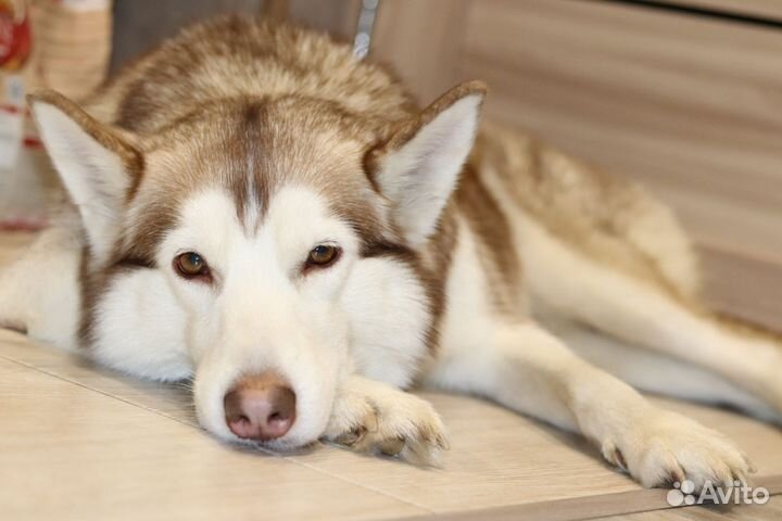 Привязали и оставили