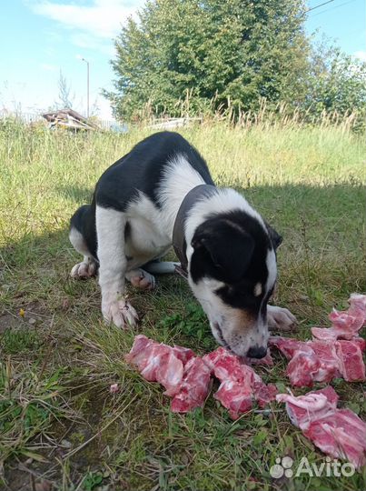 Отдаëтся в добрые руки бесплатно