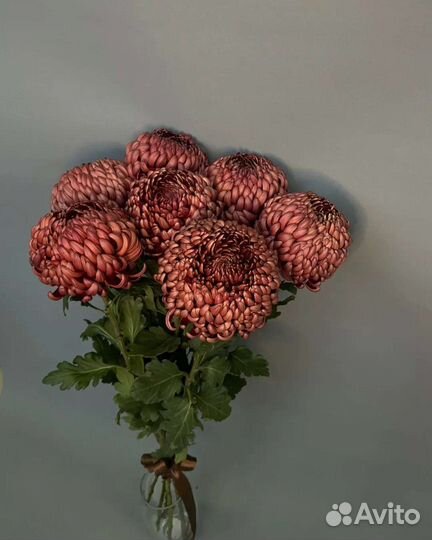 Хризантема 