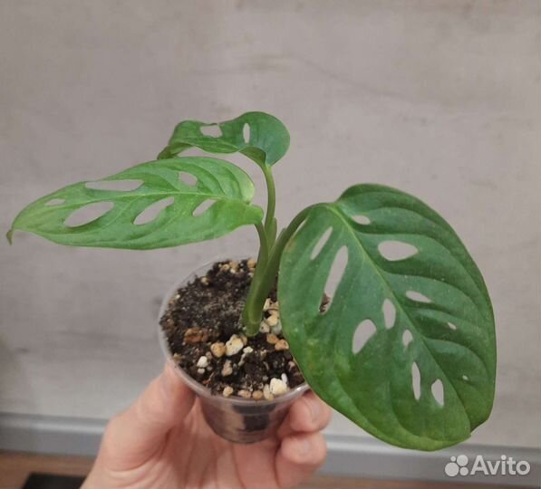 Монстера манки маск