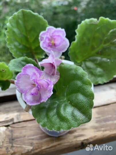 Алоэ два вида укорённыеестьпобольше. Алоэ