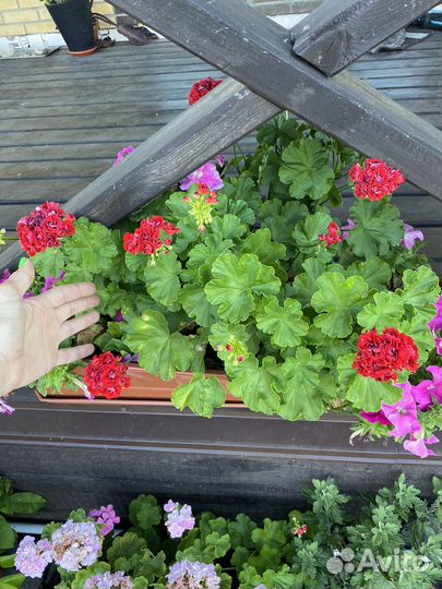 Пеларгония сортовая большие кусты