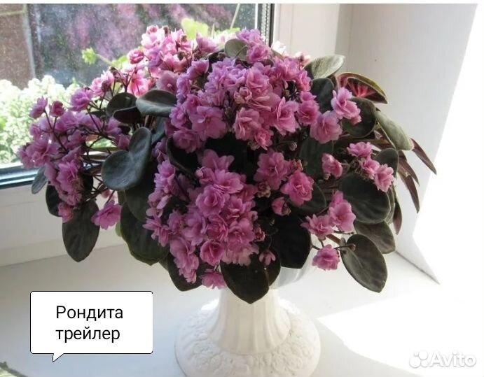 Фиалки сортовые, детки