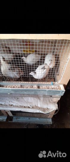 Техасский перепел