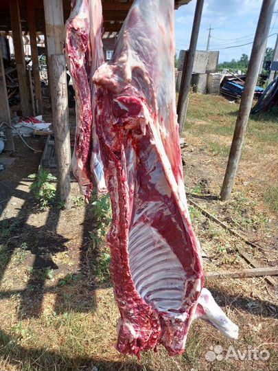 Забой скота