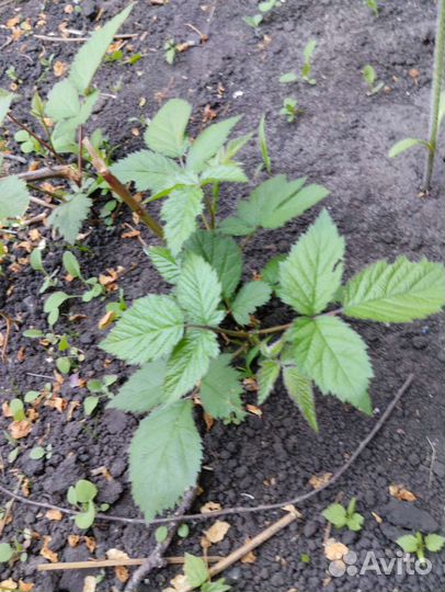 Саженцы ежевики